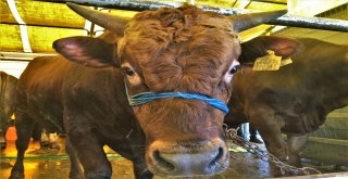 (Özel) İbb Kurban Timi Görevde