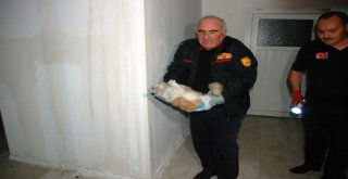 Mahsur Kalan Kedi Kurtarma Ekiplerine Zor Anlar Yaşattı