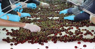 Dünya Kupasına Türk Kirazı