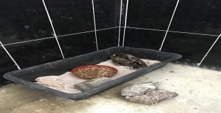 Yaralı Kızıl Şahin İle Yeşil Başlı Ördek Karsta Tedavi Altına Alındı