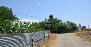 Leylekler Köyün Sembolü Haline Geldi