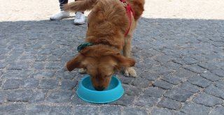 (Özel) Evcil Hayvanları Dışarı Bu Saatlerde Çıkarın