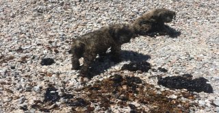 Zifte Saplanan Köpek Yavruları Ölmek Üzereyken Kurtarıldı