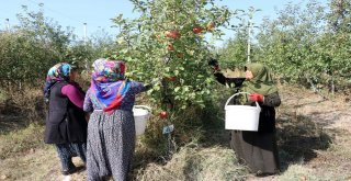 Köyde Birleştirilen Tarlalar Göçü Önleyip, İşsizliği Bitirdi