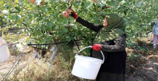 Köyde Birleştirilen Tarlalar Göçü Önleyip, İşsizliği Bitirdi