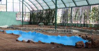 Nesli Tüketen Kelebekler İçin Gaziantepte Tropik Merkez Yapılıyor