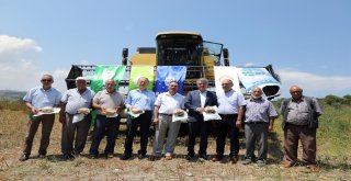 Tarladan Sofraya Şifa Kara Buğday