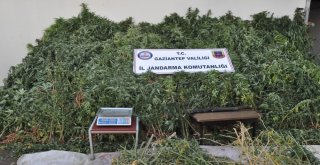 Orman Gibi Hint Keneviri Tarlası Jandarmayı Da Şaşırttı