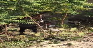 Ağaca Asılı Halde Bulunan Köpek Ölmek Üzereyken Bulundu