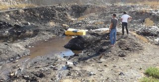 (Özel) Zifte Düşen Köpekler Hayvanseverler Tarafından Kurtarıldı