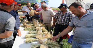 Yerli Ve Milli Çeltik Tohumları Görücüye Çıktı