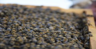 Genç Çiftçilerin Yüzü Devlet Desteğiyle Gülüyor