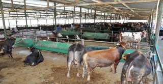 Bir Tonluk Kral Alıcısını Bekliyor