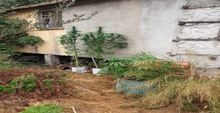 Antalyada 26,5 Kilo Esrar Ele Geçirildi