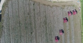 Antalyada Beyaz Altında Hasat Başladı
