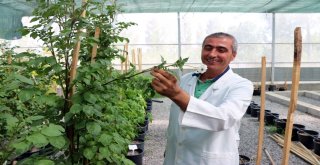 Üniversite ‘Mor Patates Geliştirdi