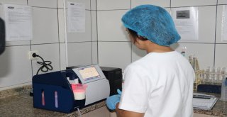 (Özel Haber) Ezine Peynirinin Sırrı Otlayan Koyun, Keçi Ve İneklerde Gizli