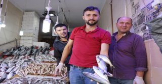 Samsunda Palamudun Ardından “Lüfer” Patladı