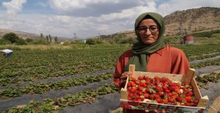 Batmanda Çıtır Çileğim İlk Meyvelerini Verdi