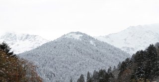 Ayder Yaylasının Yüksek Kesimlerine Mevsimin İlk Karı Yağdı