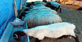 Kurbanlık Alırken Dikkat Edilmesi Gereken Hususlar