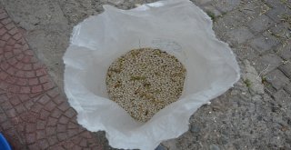 Fasulye Hasadında Rüzgar Olmayınca Vantilatör Kullandı