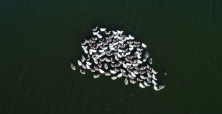 (Özel) Havadan Görüntülenen Haliç, Tabiat Parklarını Aratmadı