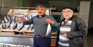 Yozgatta Tezgahların Gözdesi Palamut Balığı Oldu