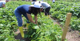 (Özel Haber) Hem Üniversite Okuyor, Hem De Organik Sebze Üretiyorlar