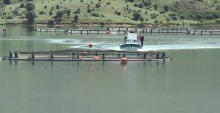Giresunda Baraj Göllerinde Balık Üretimi Yaygınlaşıyor