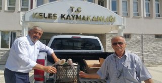 Gökten Pelikan Düştü