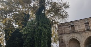 İntihar Etmek İçin Sultanahmet Camiindeki Ağaca Çıktı, Dal Kırılınca Düştü