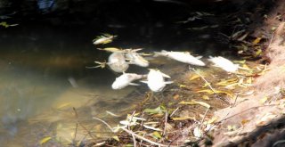 (Özel) Sarımsaklıda Balık Ölümleri