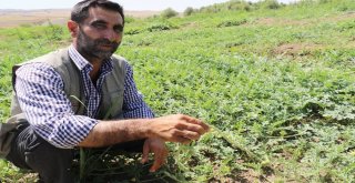 Yaz Yağmurları Karpuzu Vurdu, Festival Tehlikeye Girdi