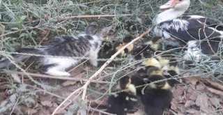 Gaziantepte Yavru Kedi Ve Ördeklerin Kıskandıran Dostluğu