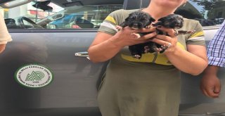 Ispartada Terk Edilmiş 4 Yavru Köpekten 2Si Canlı Olarak Kurtarıldı