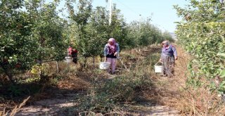 Köyde Birleştirilen Tarlalar Göçü Önleyip, İşsizliği Bitirdi