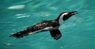 Aslan Ve Kaplanlara Nefes Kesen Beslenme Testi