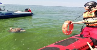 Ava Giden Kartal Boğulmaktan Son Anda Kurtarıldı