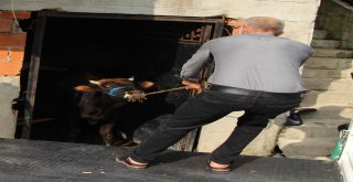 Yüzen Dana Ferdinand Yola Çıktı