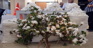 Adanada İlk Kütlü Pamuk Elektronik Borsada Alıcısını Buldu