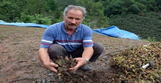 Orduda Sağanak Zarara Yol Açtı