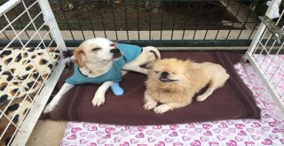 Bu Çiftlik Ölüme Terk Edilmiş Hayvanlara Umut Oluyor