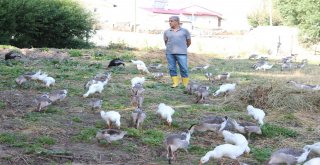 32 Yıllık Öğretmen Emekli Olur Olmaz Köyde Kaz Beslemeye Başladı