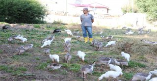 32 Yıllık Öğretmen Emekli Olur Olmaz Köyde Kaz Beslemeye Başladı