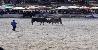 Boğalar Dostluk İçin Güreşti