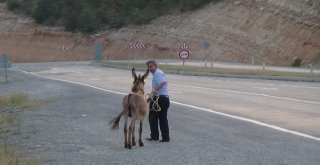 (Özel Haber) İşte Eşek İnadı Bu