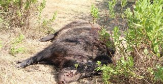 Köylülerin Kabusu Olan Yaban Domuzu 45 Gün Sonra Etkisiz Hale Getirildi