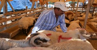 Aliağada Kurbanlıklar Alıcılarını Bekliyor