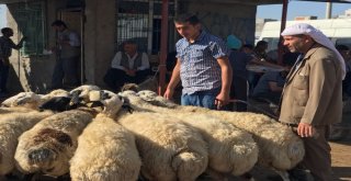 Siverekte Kurbanlıklar Satılmaya Başlandı
